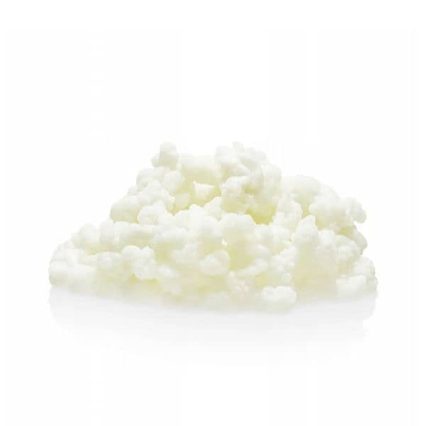 kefir grains 0