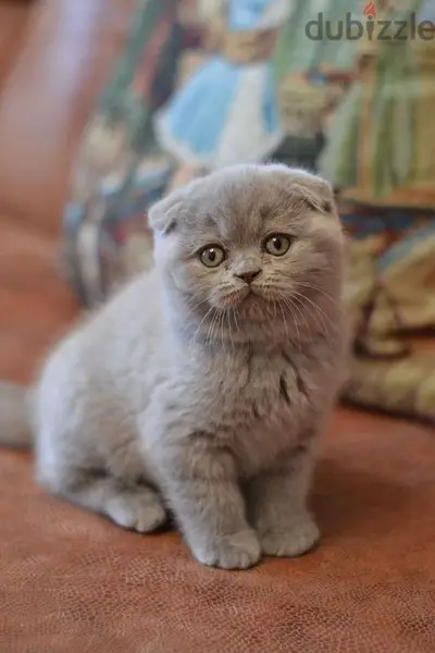 Beautiful Scottish Fold Kittens Available/ cat قطط