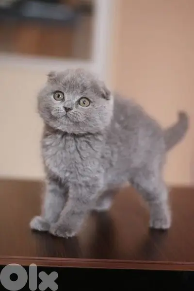 Scottish Fold Grey Kitten Available/ cat قطط