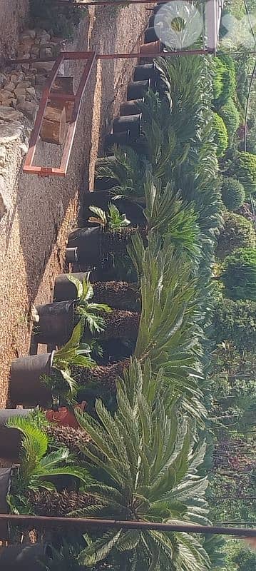 cycas سيكا 0