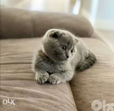 Short Hair Scottish Fold Kitten Grey/ Available in Shop/ Delivery!