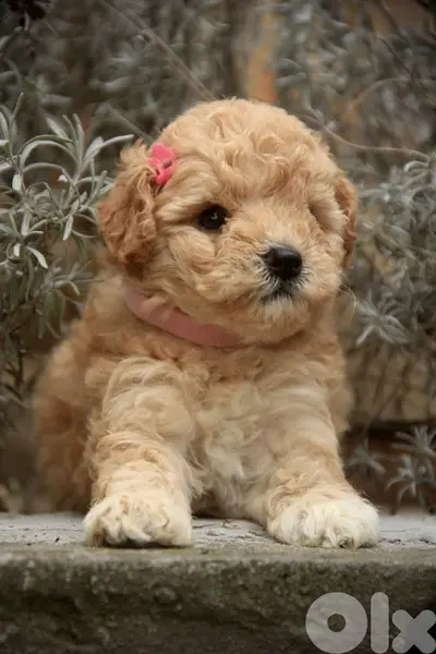 Adorable Apricot Toy Poodle Puppy - Perfect Companion/ dog كلاب