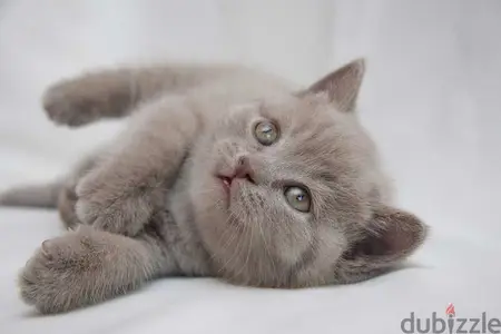 Beautiful Lilac British Shorthair Kitten/ cat قطط