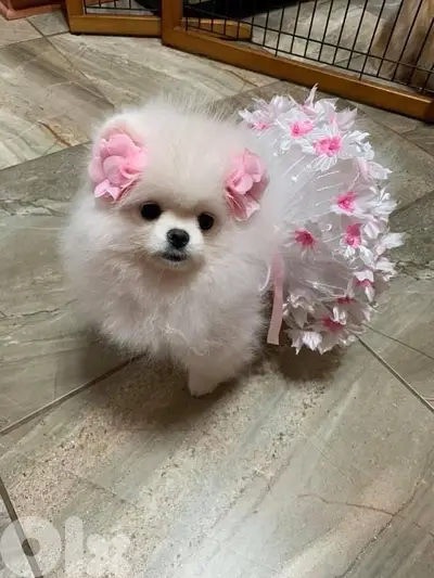 Cutest Teacup Pomeranian spitz puppy pure dog كلاب DELIVERY AVAILABLE