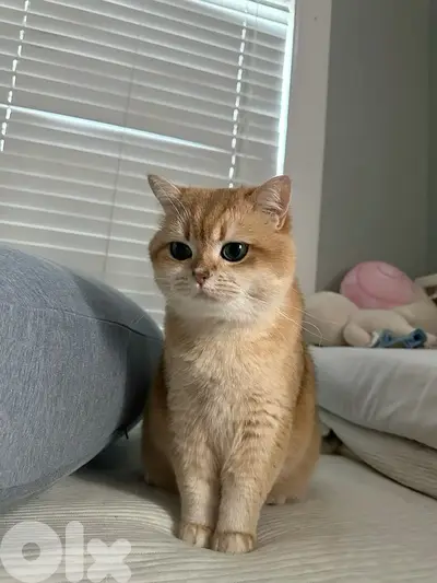 Unique British Golden Chinchilla kitten pure breed Cat Delivery قطط