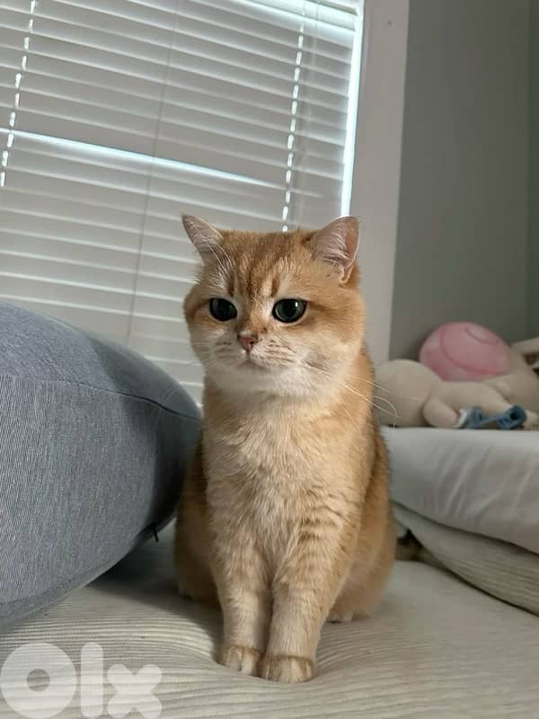 Unique British Golden Chinchilla kitten pure breed Cat Delivery قطط 0