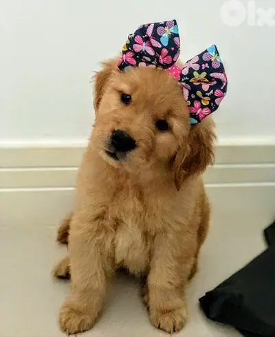 Adorable Pure Golden Retriever Puppies/ Delivery Available/ dog كلاب