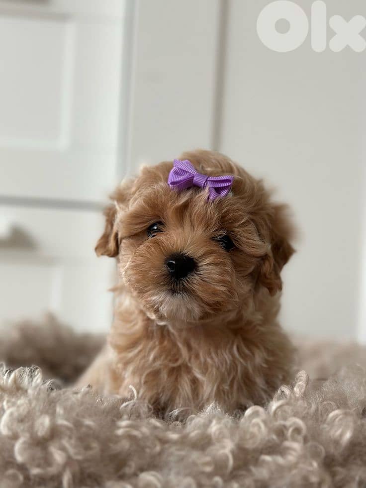 Cutest Small Maltipoo Puppies/ dog كلاب 0