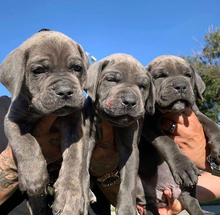 Ultimate Guadian, Cane Corso Puppies Available/ dog كلاب 0