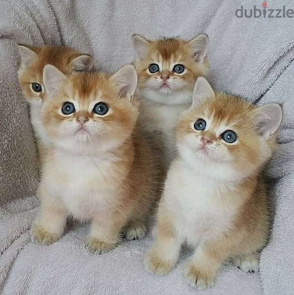 British Golden Chinchilla Kitten Delivery 0