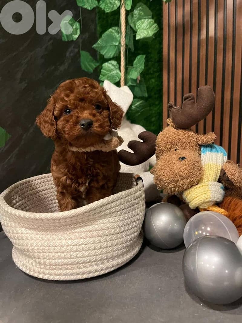 Super Small Red Toy Poodle Puppies Available / dog كلاب 0