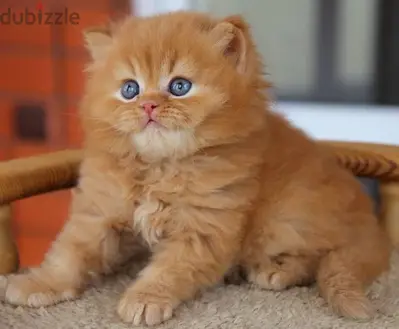 Perfect Orange Persian Kitten Available now/ cat قطط