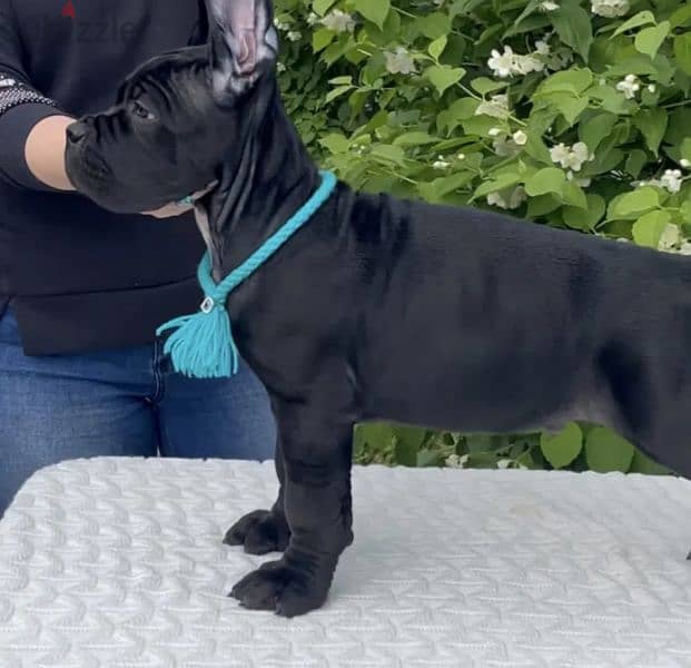 cane corso 1