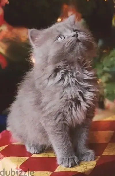 Fluffiest British Long Hair kitten cat / delivery available / قطط