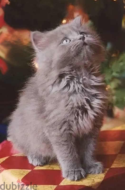 Fluffiest British Long Hair kitten cat / delivery available / قطط 0