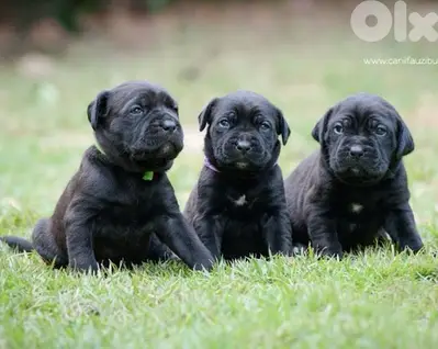 Cane Corso the Ultimate Guardian Puppies/ dog كلاب