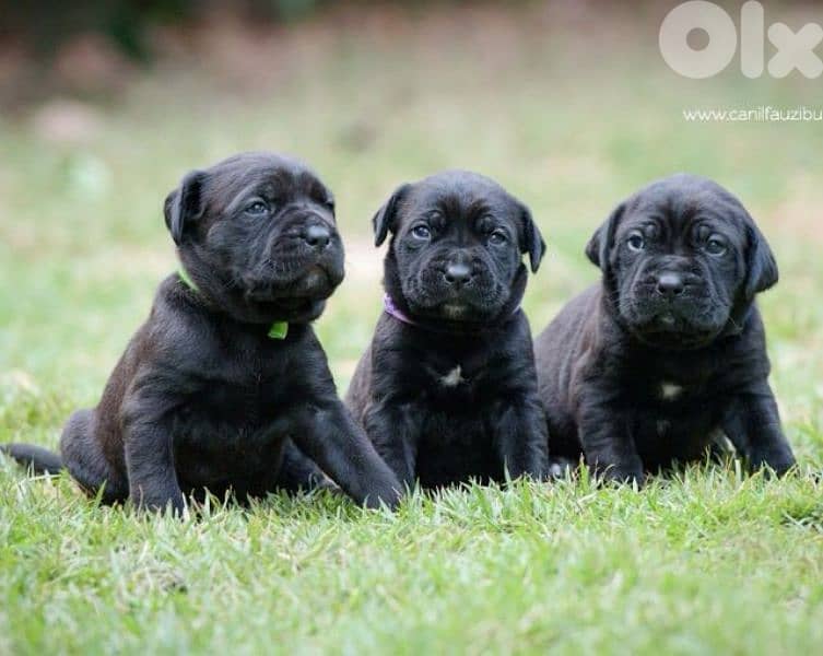 Cane Corso the Ultimate Guardian Puppies/ dog كلاب 0