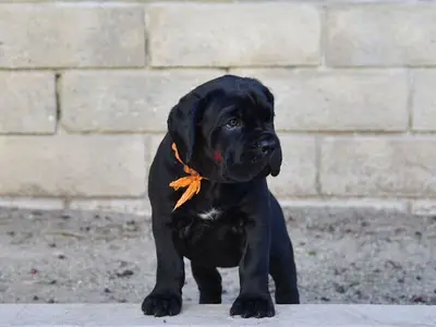 Best Black Cane Corso Puppies Available/ dog كلاب