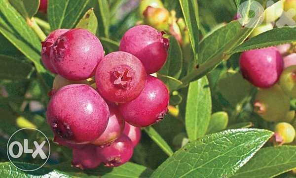 Italian Pinkberry/ pink lemonade plants 0