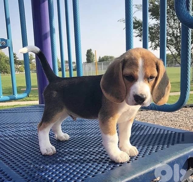 Beagle puppy imported pure breed Dog Delivery كلب 0