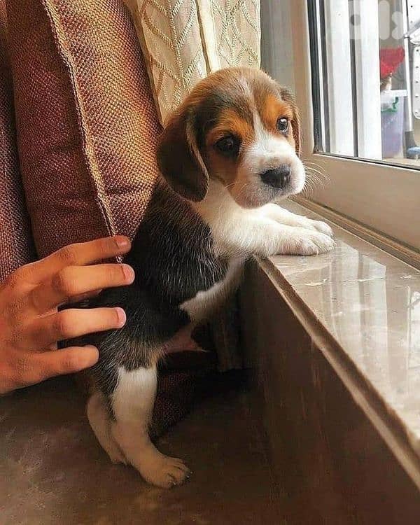 Beagle Puppies Available/ dog كلاب 0