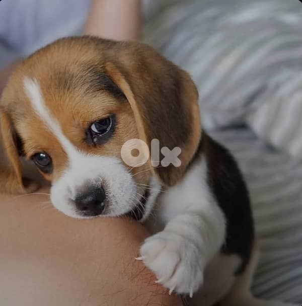 Beagle puppy imported high quality Dog Delivery كلب 0