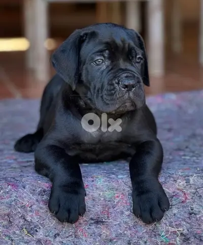 Majestic Cane Corso puppy pure breed high quality Dog Delivery جرو كلب