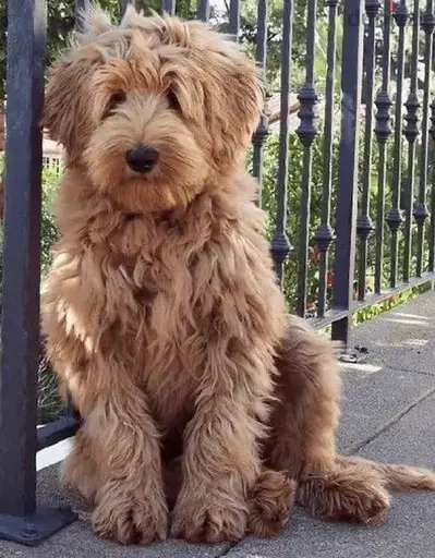 MAJESTIC Goldendoodle puppy high quality imported Dog Delivery كلاب