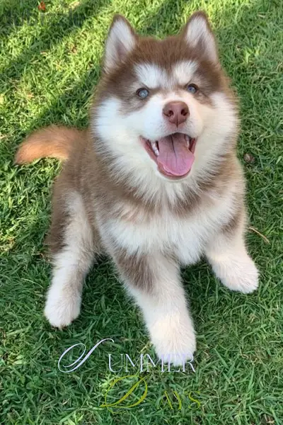 Top-Quality Red Siberian Husky Puppies –Available in Store & Delivery