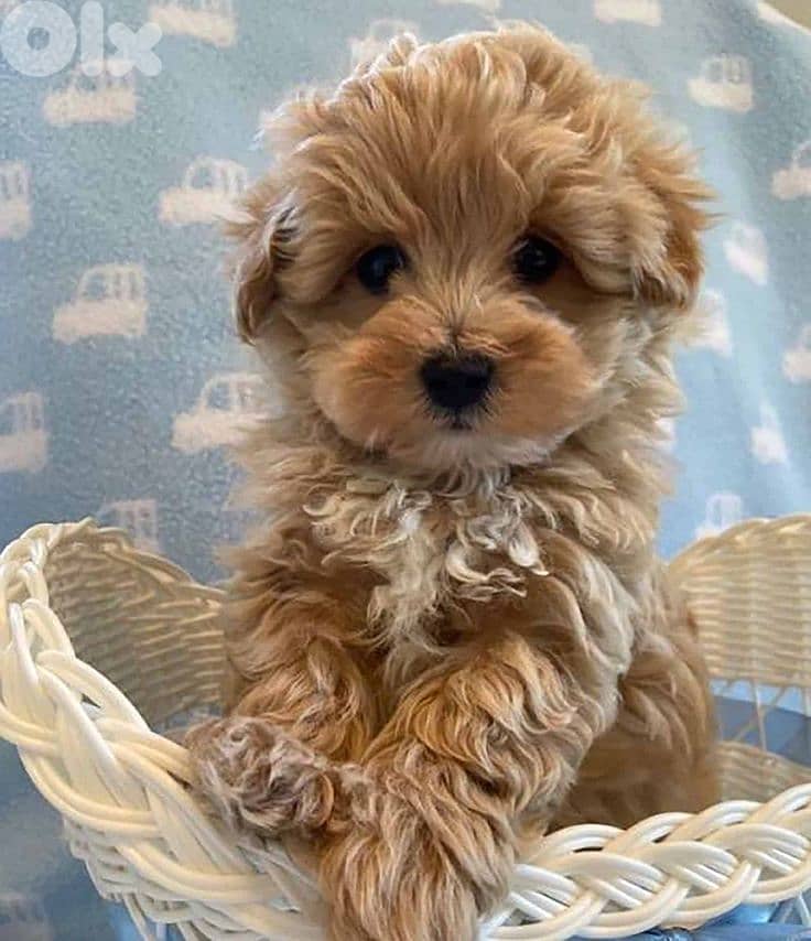 Fluffy & Friendly Maltipoo Puppies  Looking for Homes - Available !! 0