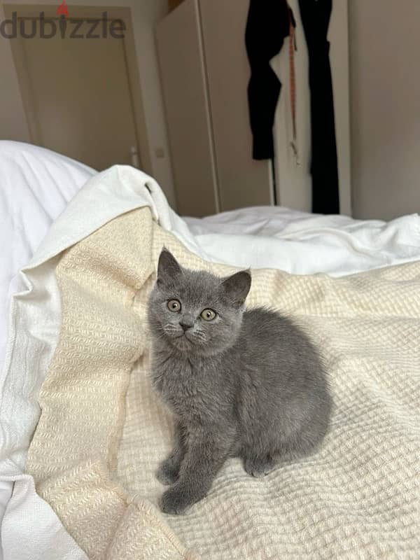 British shorthair kitten grey delivery 0