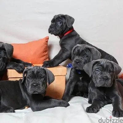 Cane Corso the best Italian Mastiff Available/ dog كلاب