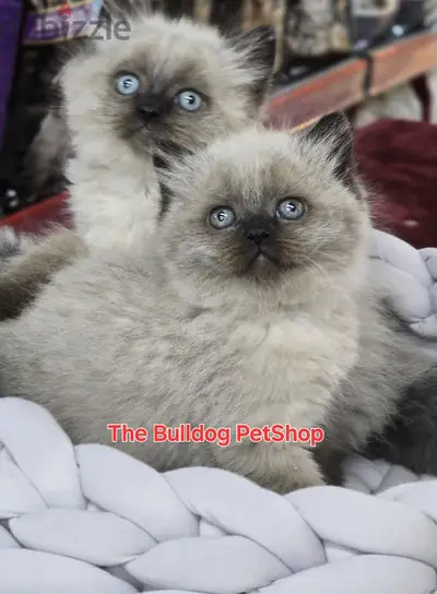 Cutest Himalayan Kittens Available/ cat قطط