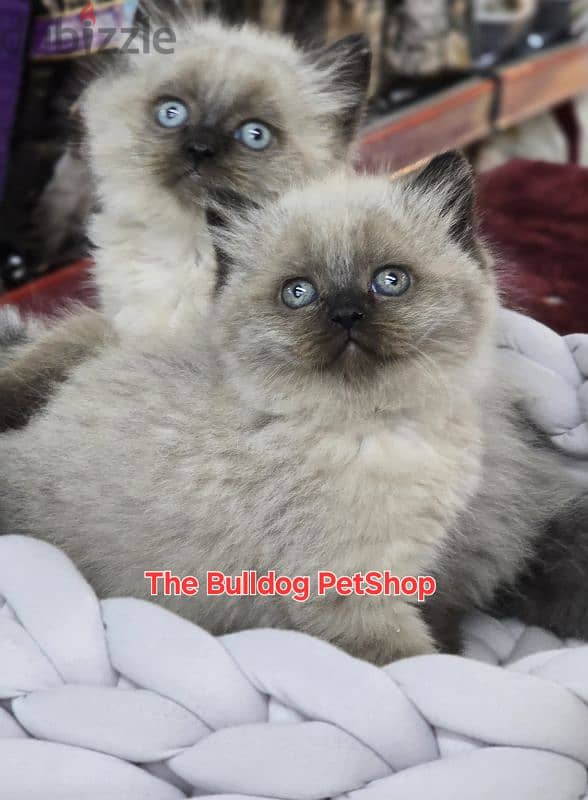 Cutest Himalayan Kittens Available/ cat قطط 0