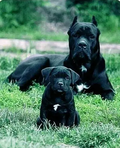 Unique Cane Corso blue or black puppies pure breed imported Dog كلاب