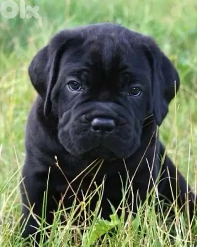 Majestic Cane Corso imported puppy pure breed Dog كلب