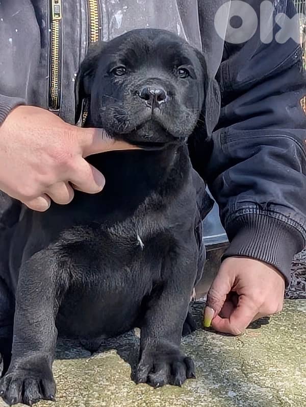 Premium Cane Corso imported puppy pure breed Dog كلب 0