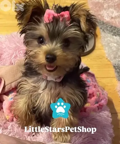 Mini Yorkshire Terrier puppy available now in store! dog كلب DELIVERY