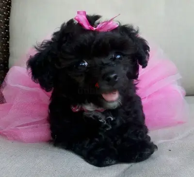Stunning Black Toy Maltipoo puppy available in shop & Delivery Dog كلب