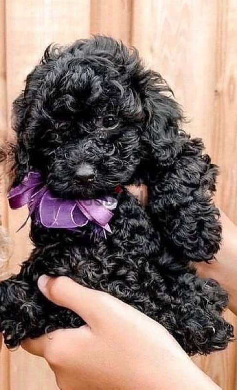 Unique Black Toy Poodle puppy available imported Dog delivery كلب 0