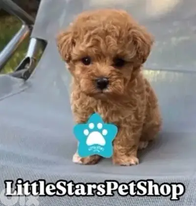 Toy Maltipoo Imported Puppy / Dog / Delivery كللب كلاب