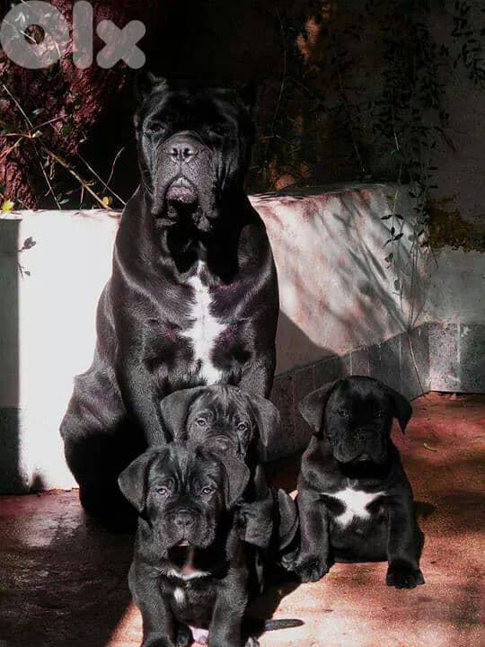 Fearless Cane Corso Pure Puppies Available/ dog كلاب 0