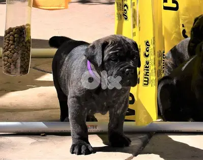 Brindle Cane Corso Pure Puppies Available / dog كلاب