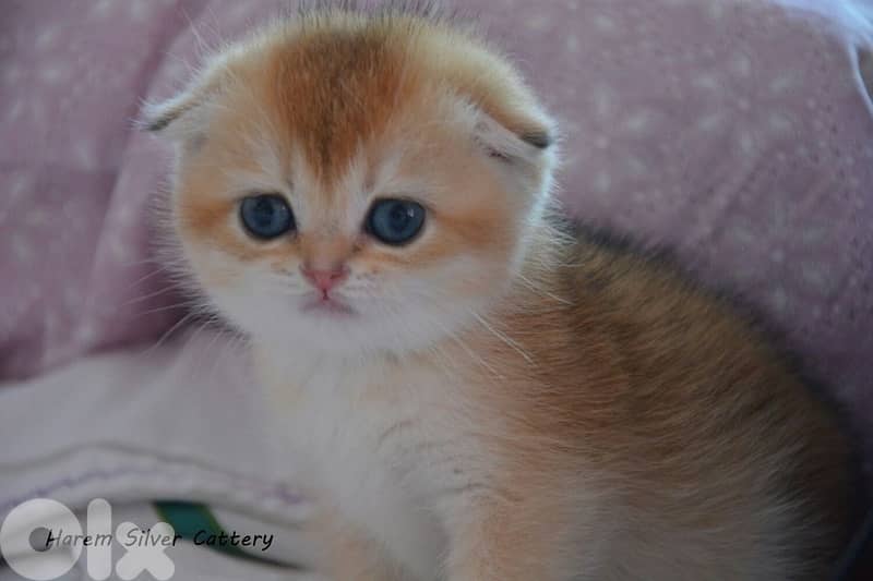 golden chinchilla scottish fold imported 0