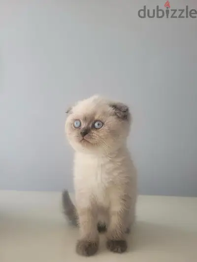 Cute Scottish Fold Blue Point kitten available now! Delivery قطط