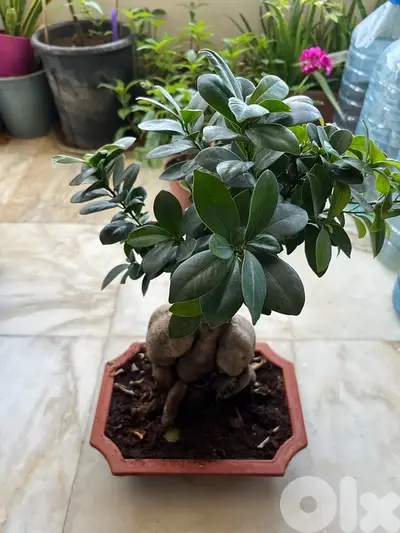 Ficus Bonsai for sale great for interior decoration