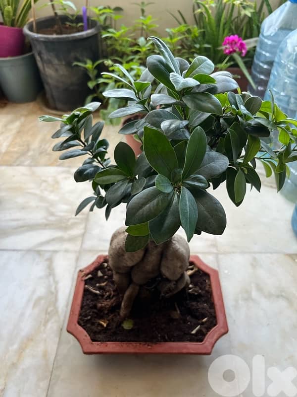 Ficus Bonsai for sale great for interior decoration 0