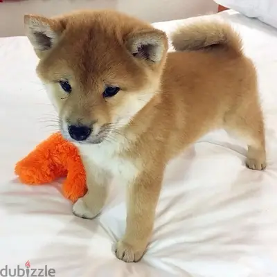 Beautiful Shiba Inu pure breed imported كلاب