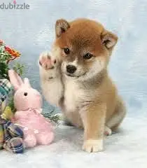 Shiba Inu Charming Puppies| dog كلاب