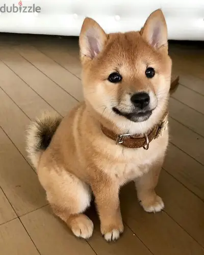 Beloved Shiba Inu Puppies in Store now/ dog كلاب